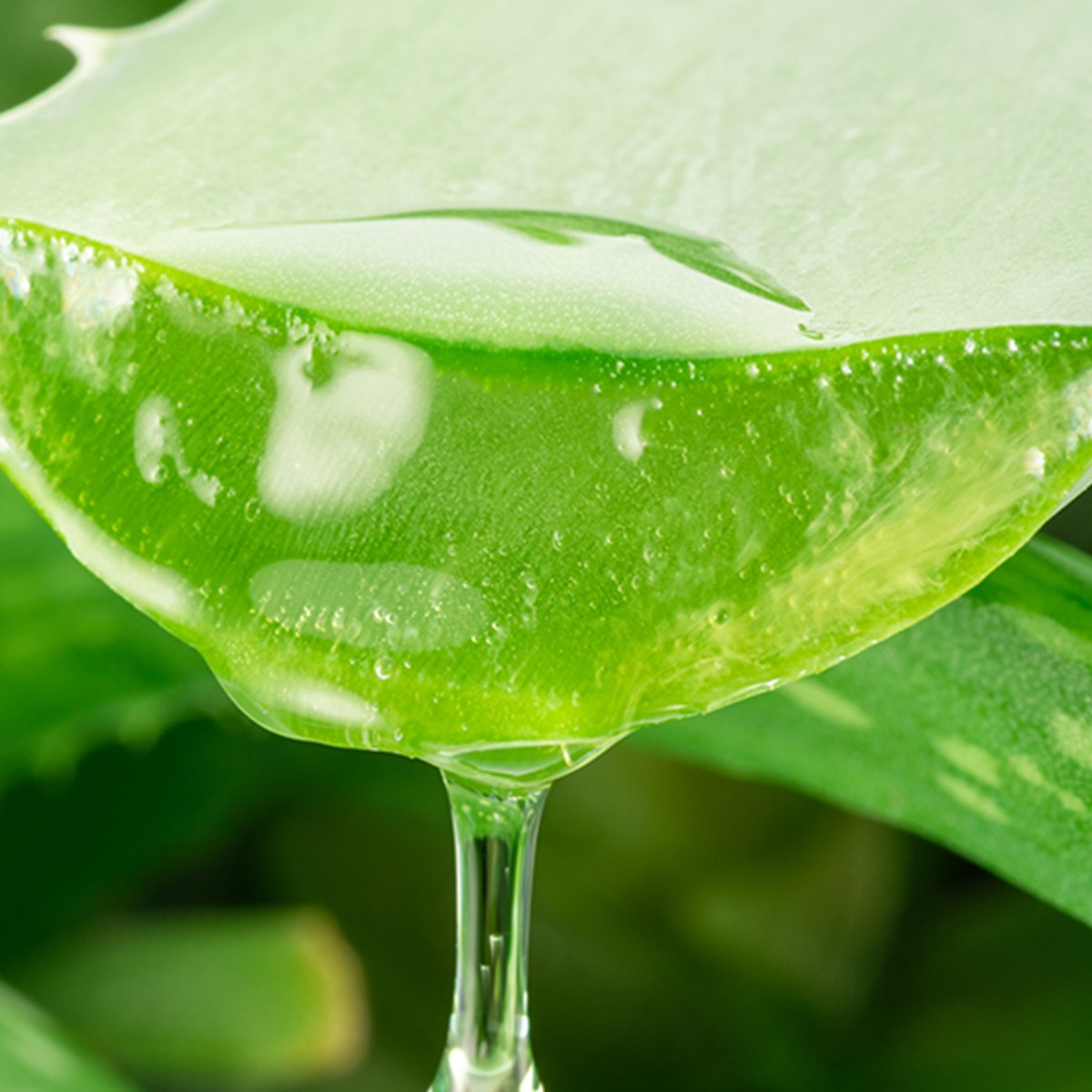 aloe vera mirtillo chogan Aloe Vera Juice & Pulp 99.5%