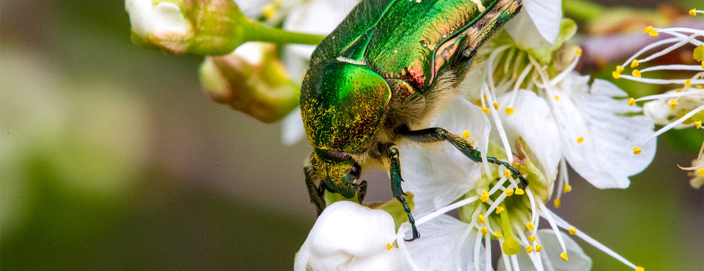 Insekti: Zašto su prava čudesna bića na šest nogu