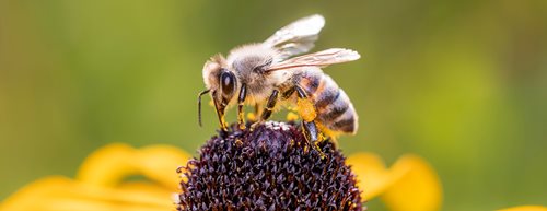 Izumiranje kukaca: ovih deset savjeta pomaže pčelama i drugim kukcima